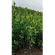 山西臨汾批發(fā)大葉黃楊苗聯(lián)系方式,30公分高以上產(chǎn)品圖