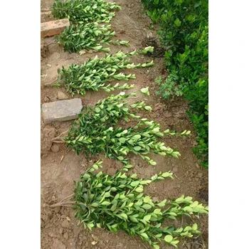 河南信陽(yáng)批發(fā)大葉黃楊苗廠家,30公分高以上