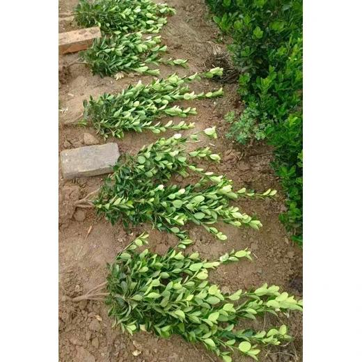 河南鄭州批發(fā)大葉黃楊苗廠家,30公分高以上