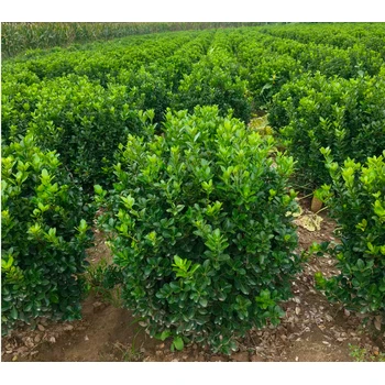 河南信陽(yáng)批發(fā)大葉黃楊苗廠家,30公分高以上