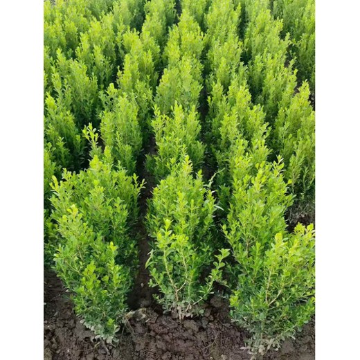 河南開封批發(fā)大葉黃楊苗廠家,30公分高以上