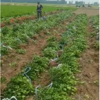 河南洛陽批發(fā)大葉黃楊苗廠家,50公分高以上