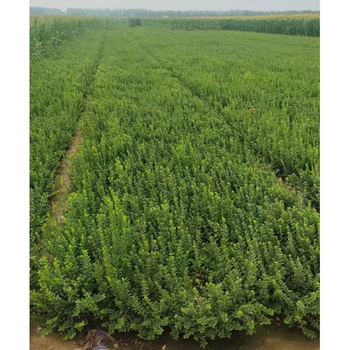 河南洛陽批發(fā)大葉黃楊苗廠家,50公分高以上