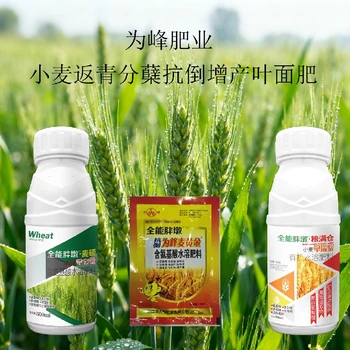 小麥抗倒金滿倉小麥葉面肥效果怎么樣,為峰肥業(yè)廠家批發(fā)