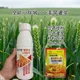 籽粒飽滿為峰肥業(yè)小麥葉面肥是什么,為峰肥業(yè)廠家批發(fā)產(chǎn)品圖
