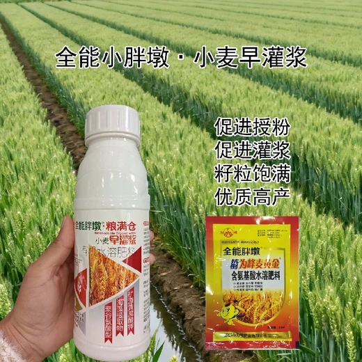快速返青小麥早灌漿小麥葉面肥什么時間用,為峰肥業(yè)廠家批發(fā)