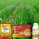 籽粒飽滿為峰肥業(yè)小麥葉面肥價格圖