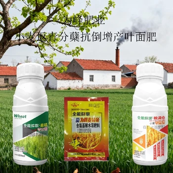 小麥化控胖墩小麥葉面肥葉面肥,為峰肥業(yè)廠家批發(fā)