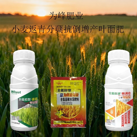 矮化植株田豐素小麥葉面肥使用方法,為峰肥業(yè)廠家批發(fā)