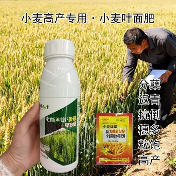抗病增產(chǎn)小胖墩小麥葉面肥調(diào)節(jié)劑,為峰肥業(yè)廠家批發(fā)
