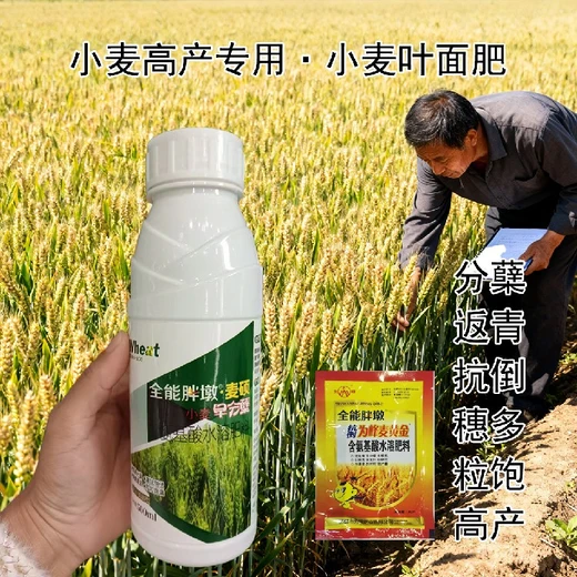 籽粒飽滿小胖墩小麥葉面肥招商,為峰肥業(yè)廠家批發(fā)