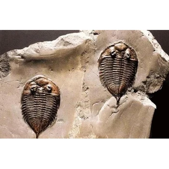 征集啟動(dòng)牙齒化石化石私人老板收購電話