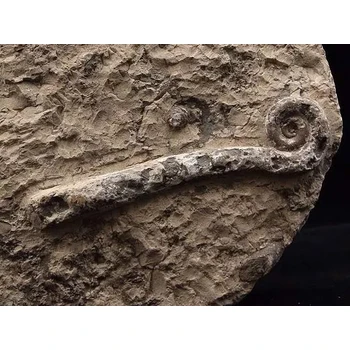 征集范圍古生物化石化石私人老板收購電話