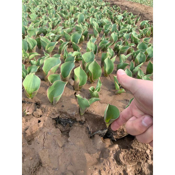 青州草花郁金香批发基地