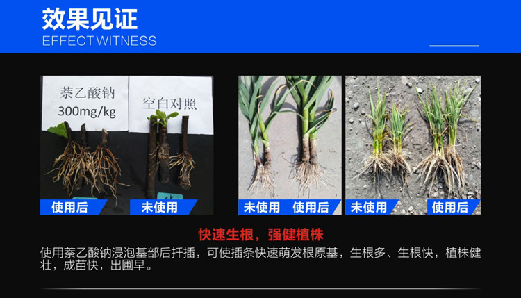 63824.jpg 萘乙酸鈉1.jpg