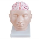 腦解剖附腦動(dòng)脈分布模型