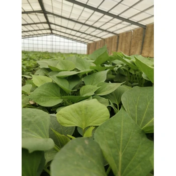 脫毒無病壯苗品質(zhì)保證成活率高