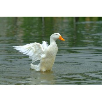 鵝患上腺肌胃炎會(huì)出現(xiàn)什么癥狀？什么治療辦法有效？
