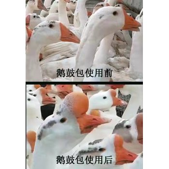 養鵝難題不用愁，達龍鵝鼓包助頭包瘋長