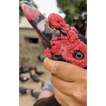 達龍番麗紅，番鴨紅臉，促生長更安全！