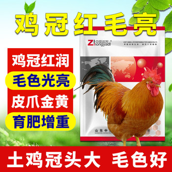 達(dá)龍毛血旺：促土雞距長(zhǎng)體壯，提前15天出欄