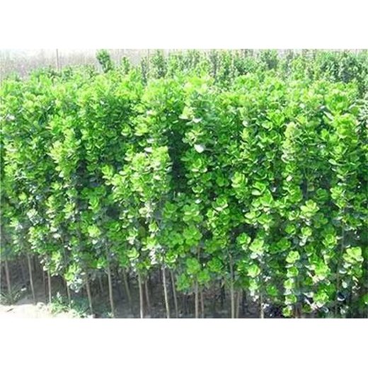 山東華榮農(nóng)業(yè)科技大葉黃楊小葉黃楊苗木