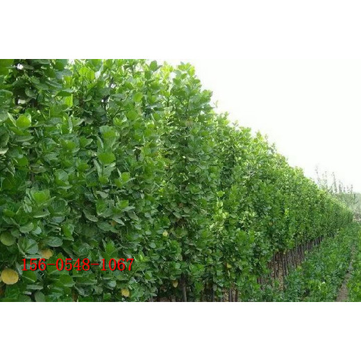 出售大葉黃楊樹(shù)形優(yōu)美四季常綠工程綠化苗木