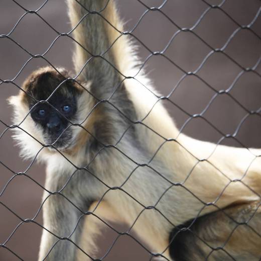 不銹鋼繩網(wǎng)防墜網(wǎng)鋼絲繩防墜物網(wǎng)動(dòng)物園養(yǎng)鳥(niǎo)網(wǎng)高空防墜網(wǎng)