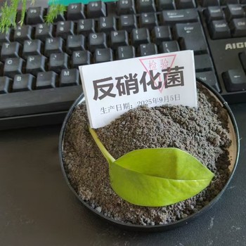 成都市污水處理生化池菌種反硝化系統(tǒng)黑色菌種使用成本