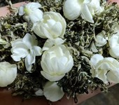 新茶飲茉莉花茶加香奶茶瓶裝飲料茶葉餐飲茶葉