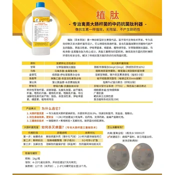 植肽破解鵪鶉輸卵管炎與蛋殼質量難題