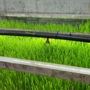 定制水培牧草設(shè)備高產(chǎn)牧草設(shè)備無(wú)土栽培設(shè)備
