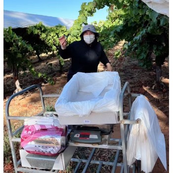 法國紅酒莊園招湖北恩施搬運工采摘工包裝工月薪3萬3包吃住