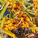 沙棘（狀元黃）大果沙棘3年掛果自己家種植