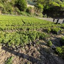 川西云杉，川西云杉30公分以上發(fā)四川甘孜