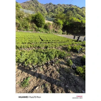 川西云杉，川西云杉30公分以上發(fā)四川甘孜