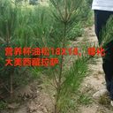 油松18X18，21X21營養(yǎng)杯發(fā)西藏拉薩