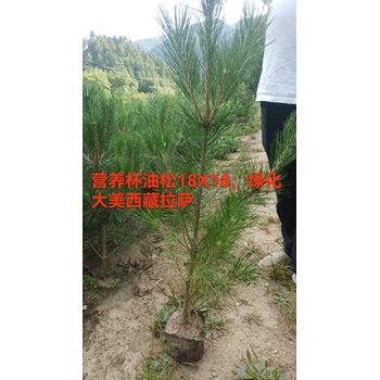油松18X18，21X21營養(yǎng)杯發(fā)西藏拉薩