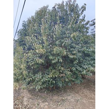 叢生大葉女貞北方叢生大葉女貞綠化用樹
