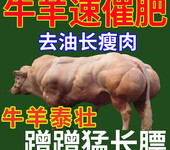 1000斤的肉牛使用牛泰壯體型變化明顯