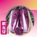 紫龍芽白菜種子青麻葉類型，葉片紫紅色，葉柄薄且發(fā)白，色澤艷麗