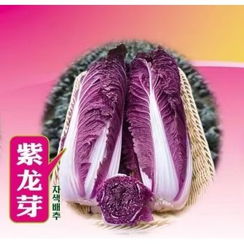 紫龍芽白菜種子青麻葉類型，葉片紫紅色，葉柄薄且發(fā)白，色澤艷麗