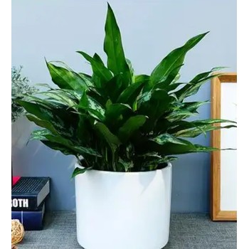 合肥花卉租賃同城送貨每周維護養(yǎng)護，合肥花卉養(yǎng)護租擺送貨上門