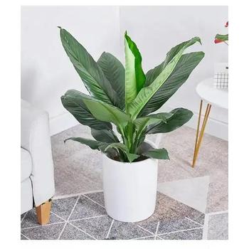 廬陽區(qū)鮮花綠植·花卉綠植養(yǎng)護(hù)/租賃，開業(yè)花籃