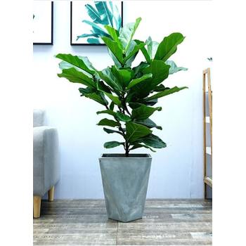 瑤海區(qū)花卉租賃，琴葉榕租賃，合肥綠植租擺