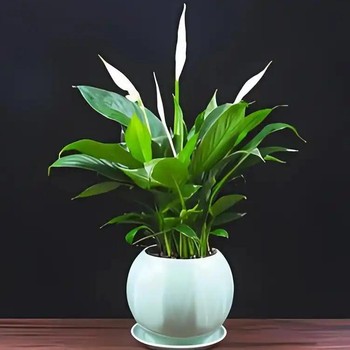 合肥寫字樓水培植物租賃多少錢一天，合肥花卉租賃