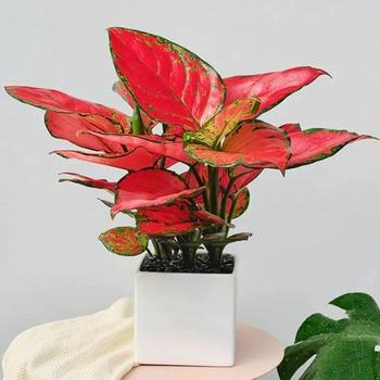 龍湖光年大廈綠植租擺公司，高新區(qū)花卉租賃，高新區(qū)綠植租擺