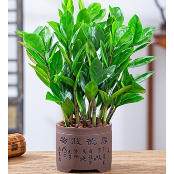 合肥政務區(qū)附近的綠植租擺公司，合肥綠植租擺，花卉租賃
