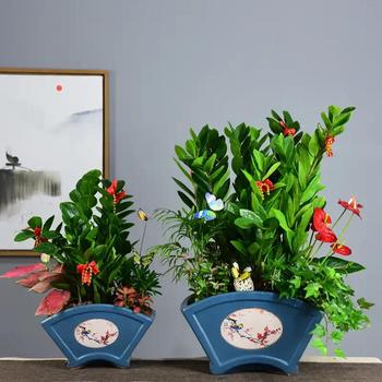 開業(yè)桌面盆栽發(fā)財(cái)樹，金錢樹綠植，綠植開業(yè)大吉
