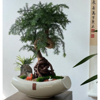 澳洲杉盆景銷售，合肥綠植租擺，合肥花卉租賃